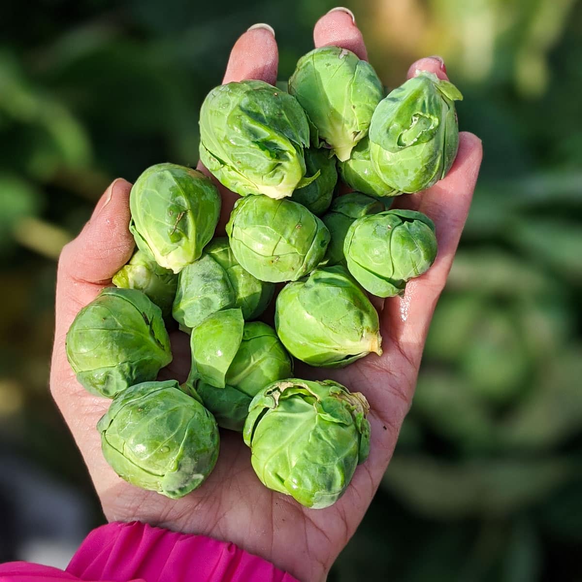 Grow & Store Winter Brussels Sprouts: Tips for a Bountiful Harvest